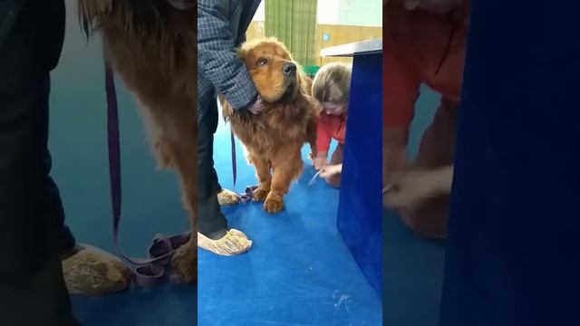 Племенной смотр - это сравнение собак со стандартами породы. смотреть онлайн