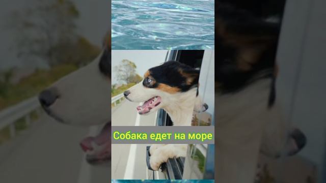 Собака едет на море отдохнуть