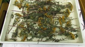 август на пасеке - на 6 сутки осыпалось 45 клещей Варроа от запаха пижмы помещенной в улей.mp4