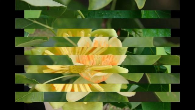 ЛИРИОДЕНДРОН (LIRIODENDRON) сем. Магнолиевые смотреть онлайн