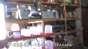 Корма для голубей! Большой ассортимент!