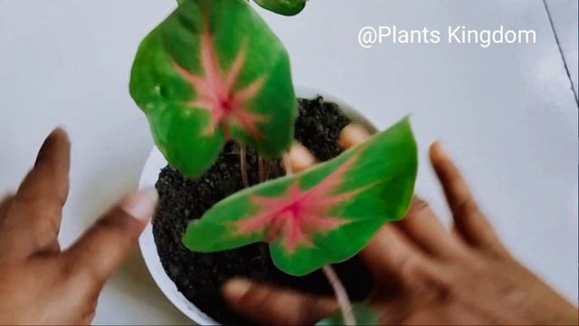 Caladium plants propagation|How to grow caladium plants|caladium plant care|caladium|Plants Kingdom смотреть онлайн