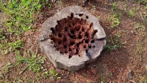 Сделал клумбу из пенька