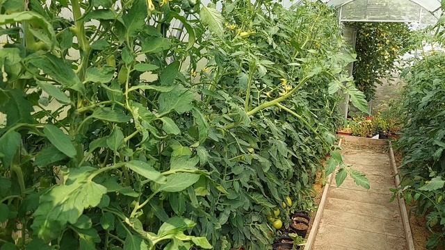 Заморозок -2❄//Моя борьба за урожай! смотреть онлайн