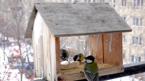 Новая столовая исполняет Сумарокова Вера.mp4