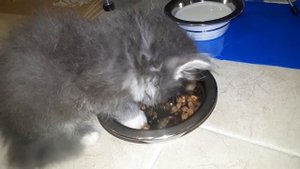 Как приучить котенка к корму