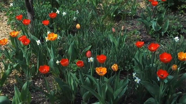 цветение войлочной вишни, тюльпаны в саду смотреть онлайн
