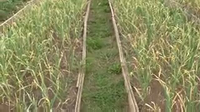 Метод высокой грядки. От теории к практике. смотреть онлайн