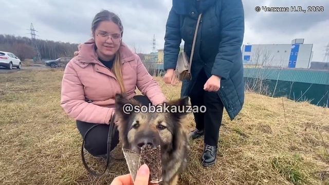 Приютская Тесса стала домашней! Проект помощи Собака Юзао. Приют «Щербинка» смотреть онлайн
