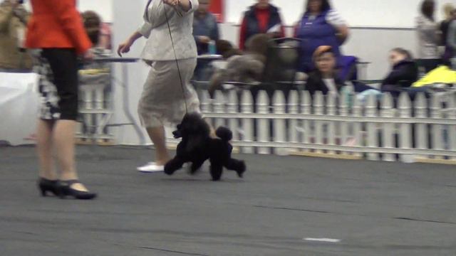 00016XXIII Национальная выставка пуделей 28.05.2017  тои-класс чемпионов смотреть онлайн