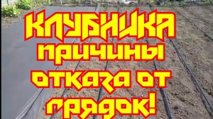 Отказываемся от грядок Клубника на агроспане на ровной поверхности