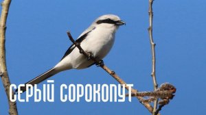 Серый сорокопут разделывает добычу и носит птенцам