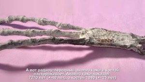 Что известно о загадочных трёхпалых мумиях, обнаруженных рядом с плато Наска в Перу
