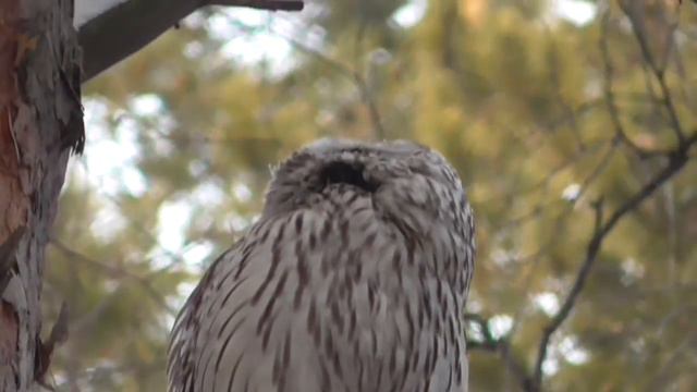 Дикая сова в городском парке. Новосибирск, январь 2017 года. смотреть онлайн