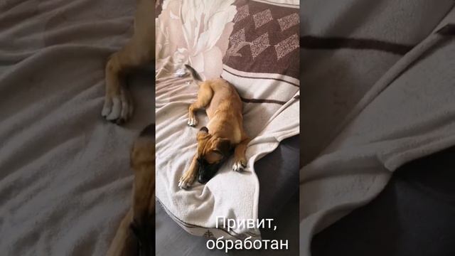 Щенок в добрые руки