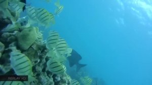 GoPro Hero4 Silver vs Sony Action Cam Mini vs Replay XD Prime X vs Kodak SP1