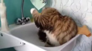 Кот лаки мэйкун
