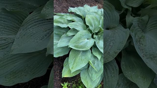 Хоста голубой ангел ( hosta blue angel )