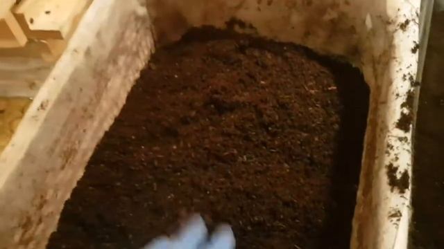 И снова о субстрате. Просеиваем червя старатель! смотреть онлайн