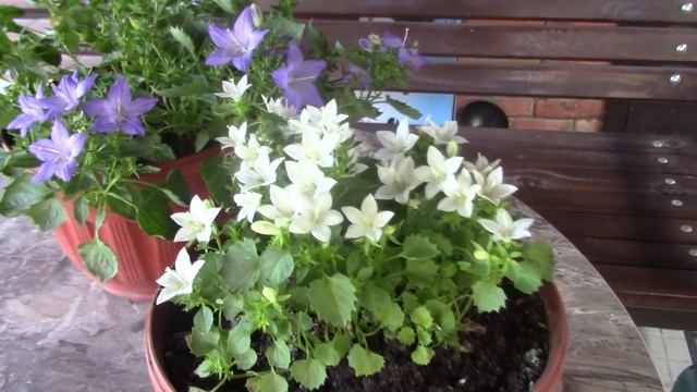 Кампанула..mp4 смотреть онлайн