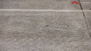 В1101 петарда _Корсар 1_.mp4