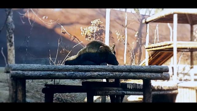 ВЛАДИВОСТОК ЗООПАРК НА САДГОРОДЕ смотреть онлайн