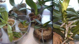 ОРХИДЕИ НА ДАЧЕ.