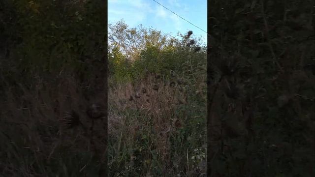 Начало. Дачный участок для пасеки. Пчеловодческое хозяйство. смотреть онлайн