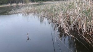 Маховое удилище с боковым кивком на карася.