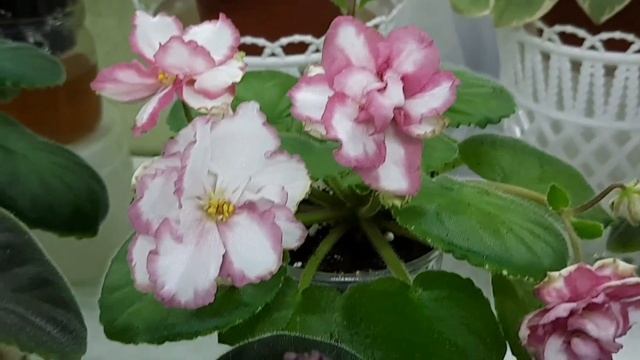 Фиалки! Почему у первоцветов длинные цветоносы? смотреть онлайн