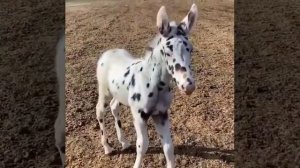 Очень разговорчивый жеребёнок.
