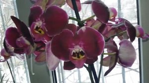 Орхидея сорт*Черный принц*