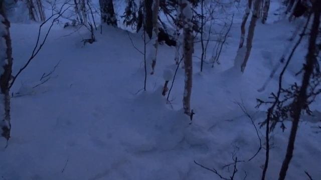Поставил фотоловушки на песца. Посмотрим, что из этого выйдет ??♂️