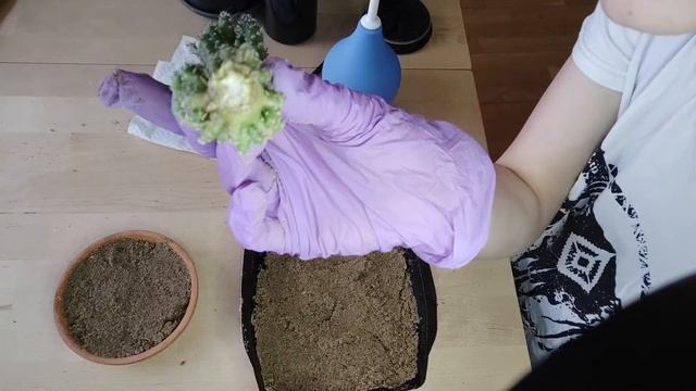 Укореняем кактус на мокром песке смотреть онлайн