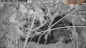 Мансур уже лег спать#Медведь#Мансур#Орешково#МедведьМансур