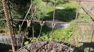 Почки на моём клематисе в мае 2022 года.