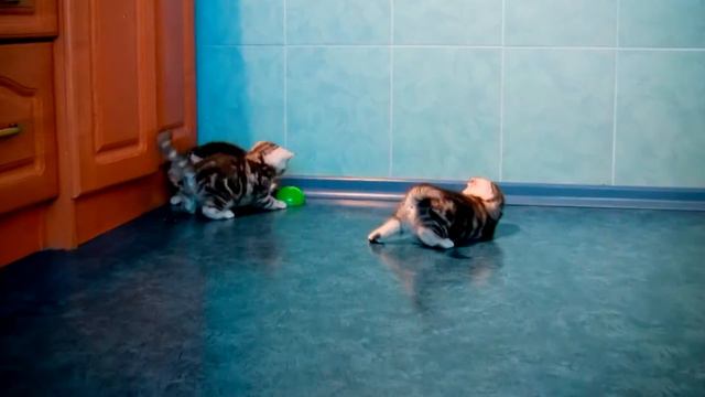 Шотландские котята