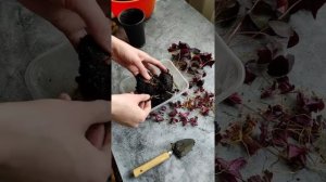 Омоложение оксалиса (кислицы)