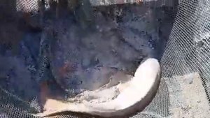 24 mart 2023. Baliq ovu Kur cayi. Carp fishing . Angeln. Рыбалка 2023