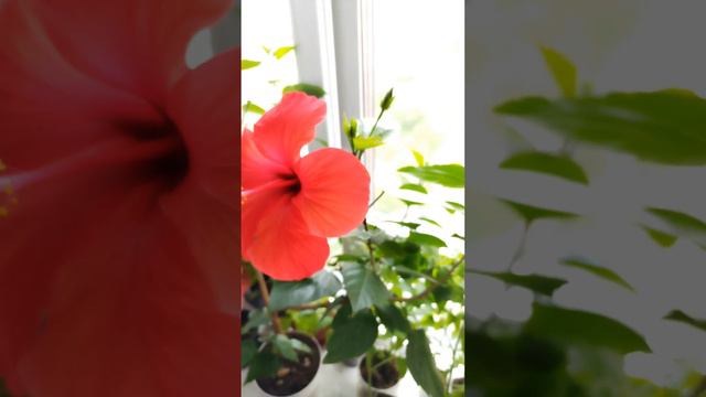 Что нужно для цветения гибискуса. #гибискус,#нецветет,#китайскаяроза,#чтоделать