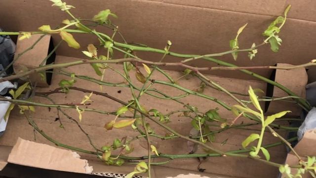 ? Посылка из ‘Агромаркета’ . Новая голубика ? смотреть онлайн