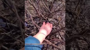 Обрезка смородины весной ✂️?