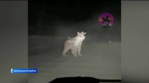 В Белорецком районе Башкирии засняли рысь