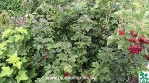 ? Смородина красная сорт Йонкер ван Тетц ?
