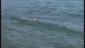 Е.Евтушенко_?НЕ_ИСЧЕЗАЙ?_читает_Надежда_Фесай.mp4