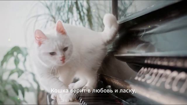 Стих "Знаешь, кошка твоя скучает" Натали Зеленоглазая смотреть онлайн