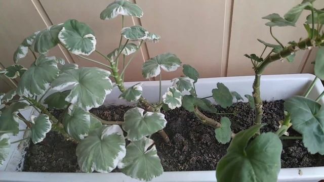 Пеларгонии. 31.03.2021 смотреть онлайн