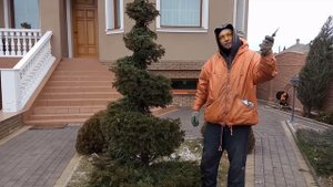 Декоративная стрижка "СПИРАЛЬ" ягодного тиса