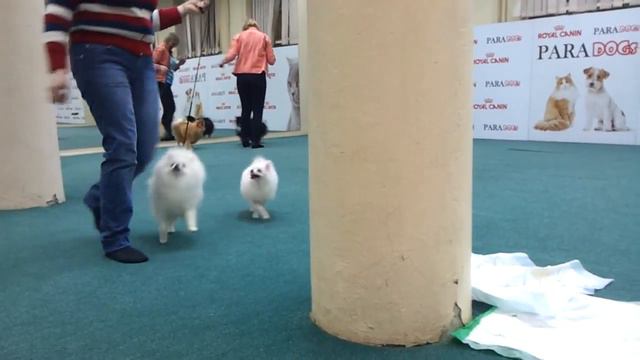 Подготовка собак к выставке смотреть онлайн