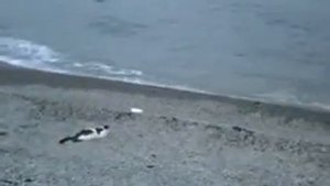 Эллинги Дельфин Алушта